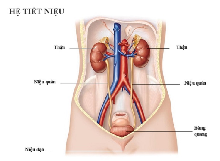 Đánh giá thực nghiệm so sánh về việc sử dụng dây dẫn trong tiết niệu